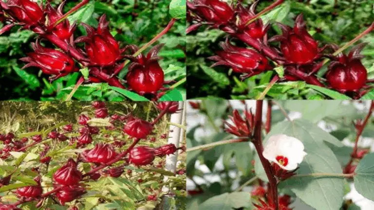 Cómo Cultivar la Flor de Jamaica: Una Guía Completa