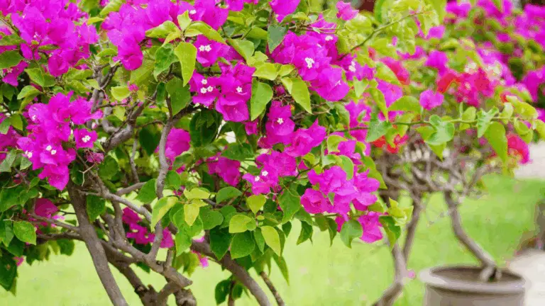 Guía Práctica para Cultivar Bougainvilleas en Macetas y Lograr una Floración Continua