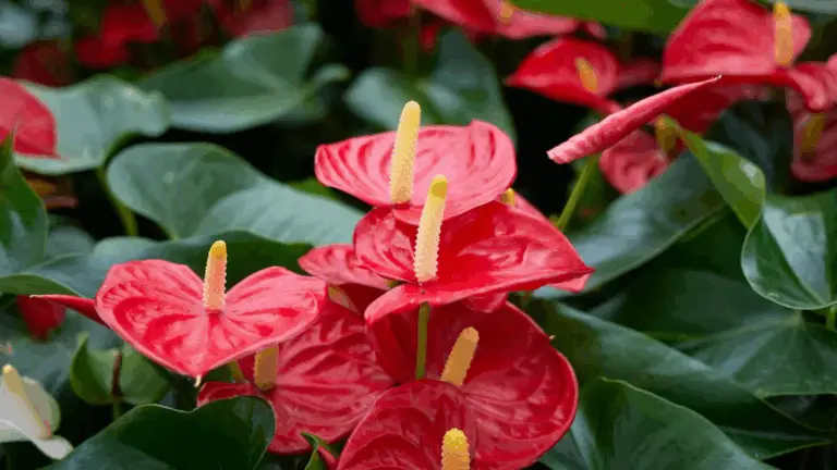 Guía Completa sobre el Cultivo de Anthurium: Cuidado y Mantenimiento