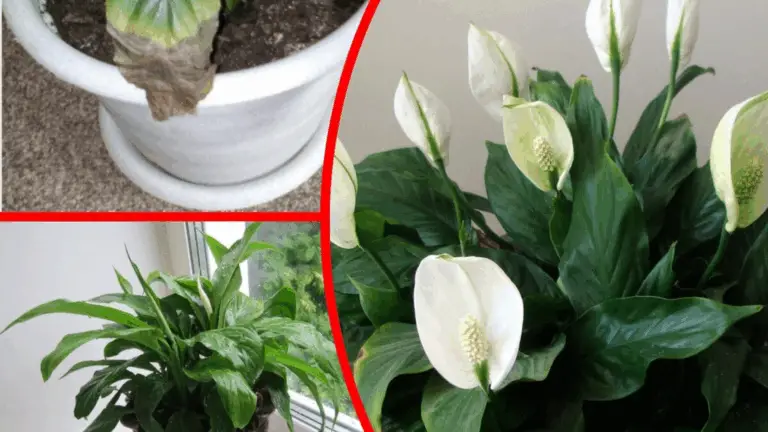 Cómo hacer florecer tu lirio de paz con agua de arroz