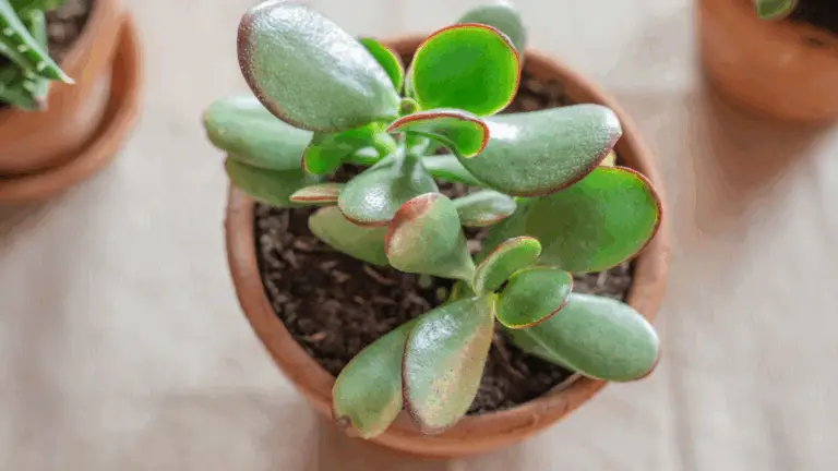 La planta de jade: un tesoro que deberías tener en casa