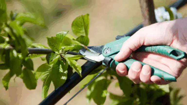 La poda en el momento adecuado: ¡Descubre cuándo hacerlo!