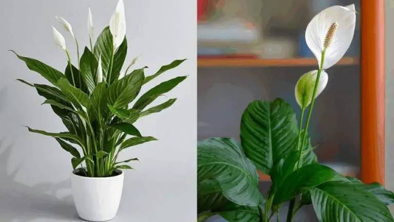 11 Formas de Hacer Florecer Tu Lirio de Paz