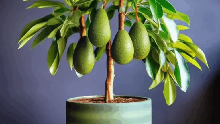 Aprende a Cultivar Aguacates en Macetas y Nunca Más Tendrás que Comprarlos