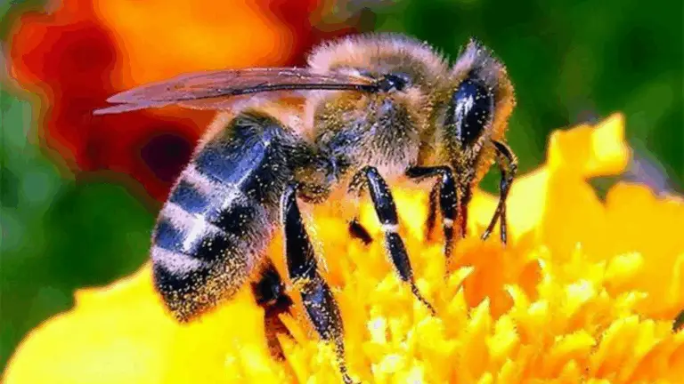 La Importancia de las Abejas, los Árboles y el Agua Limpia