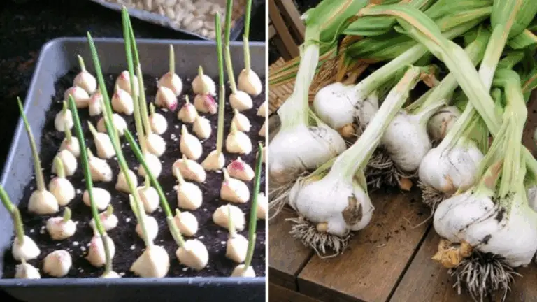 La Mejor Forma de Cultivar Ajo y Jengibre en Tu Jardín