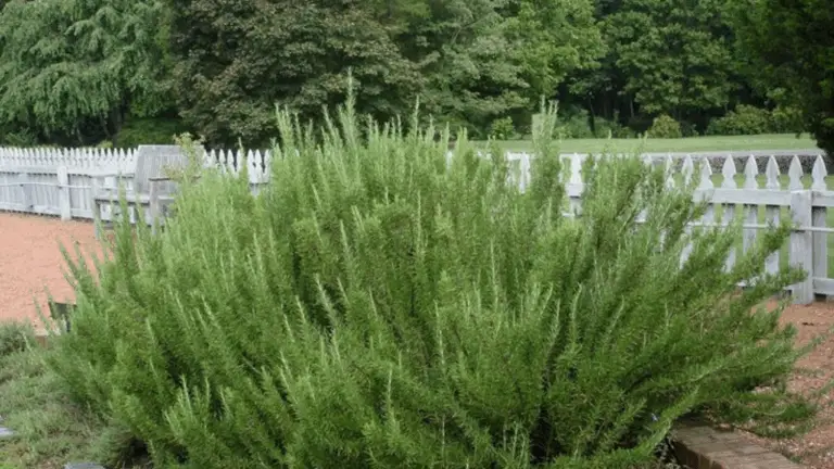 Por Qué Cada Jardín Debería Tener Setos de Romero