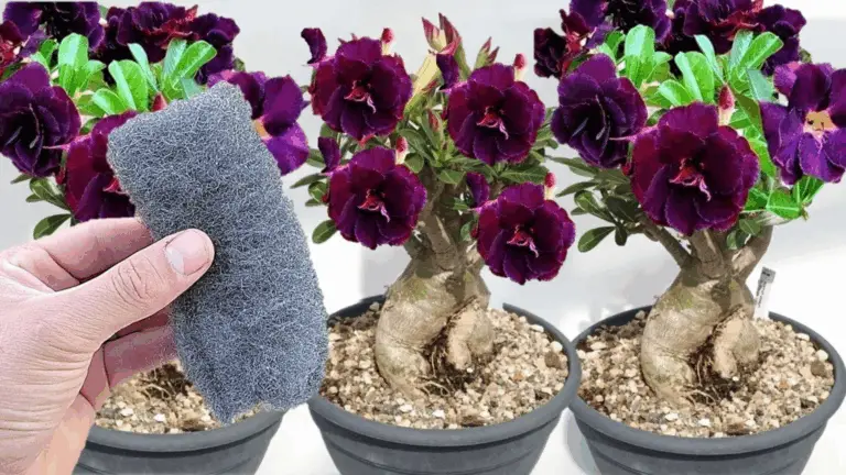 Cómo Hacer Crecer y Florecer tu Rosa del Desierto con un Solo Chandelier