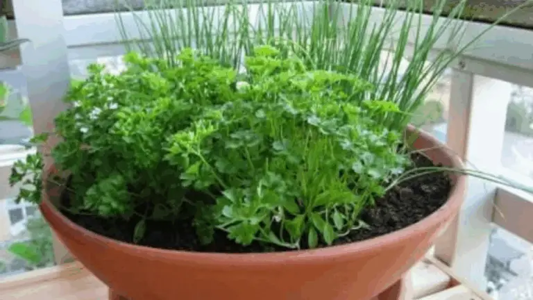 Cómo Cultivar Cebollino y Cilantro en Macetas
