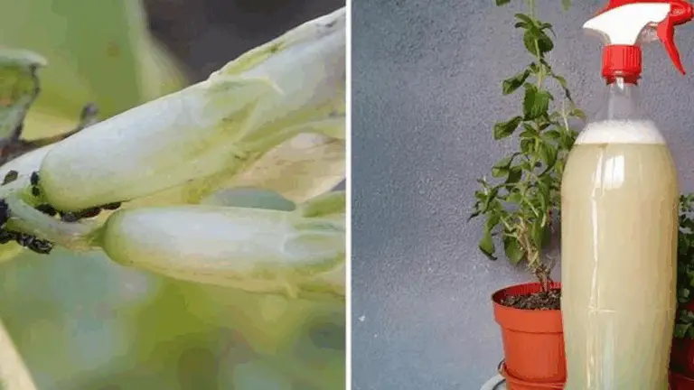 Cómo Eliminar Plagas de Manera Natural con un Pesticida Casero