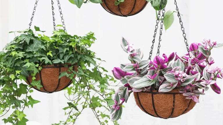 ¡Amantes del Sol! 11 Plantas Colgantes que se Verán Fantásticas Durante Toda la Temporada