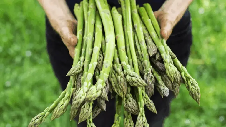 La Espárrago: Un Vigoroso Vegetal que Recompensa tu Inversión
