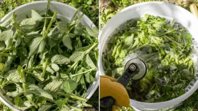 La ortiga: un aliado imprescindible para tu jardín