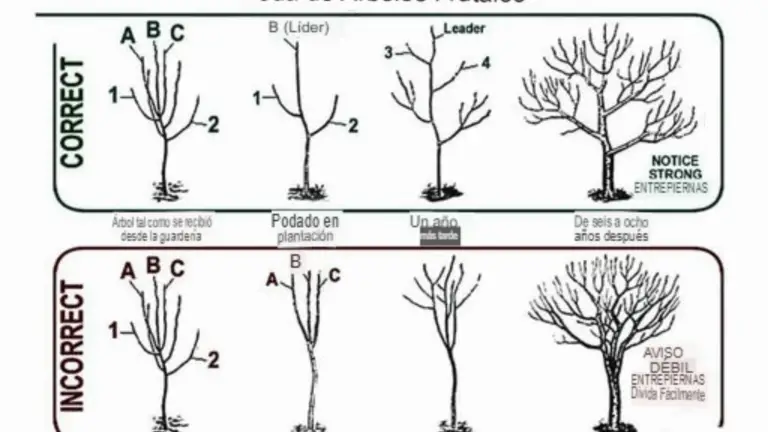 7 errores que debes evitar al podar tus árboles