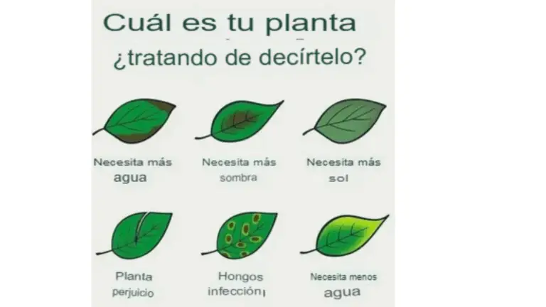Cómo detectar a tiempo los problemas en tus plantas con la identificación visual