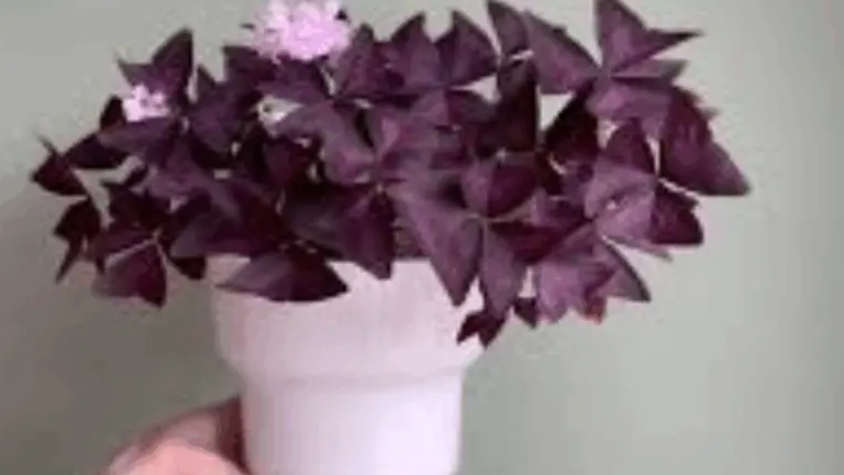 La encantadora Oxalis triangularis: un toque de magia y color en tu hogar