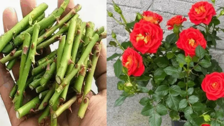 Cómo Propagar Rosales a Partir de Esquejes: Una Guía Sencilla y Efectiva