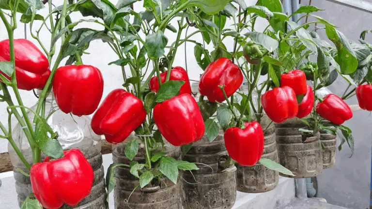 Una Revolución en el Uso de Especias: Cultiva Pimientos en Botellas de Plástico
