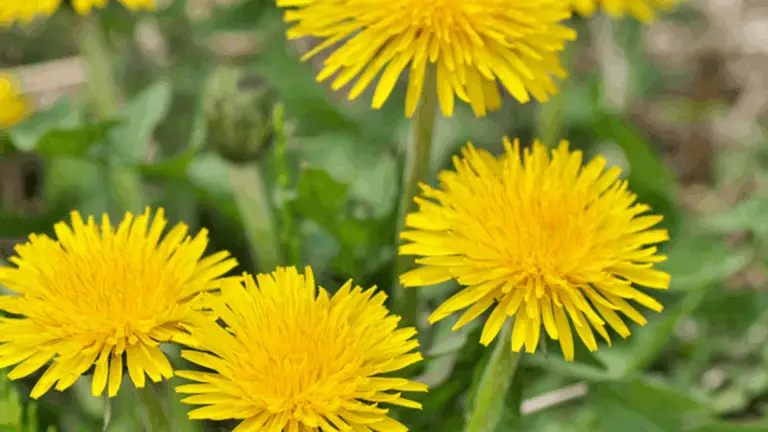 Descubre una de las Plantas Más Maravillosas del Mundo: Beneficios y Usos