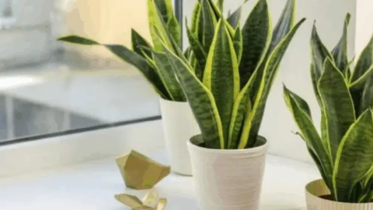 Dos Ingredientes Sorprendentes que Harán Florecer Tu Planta Serpiente como Nunca Antes