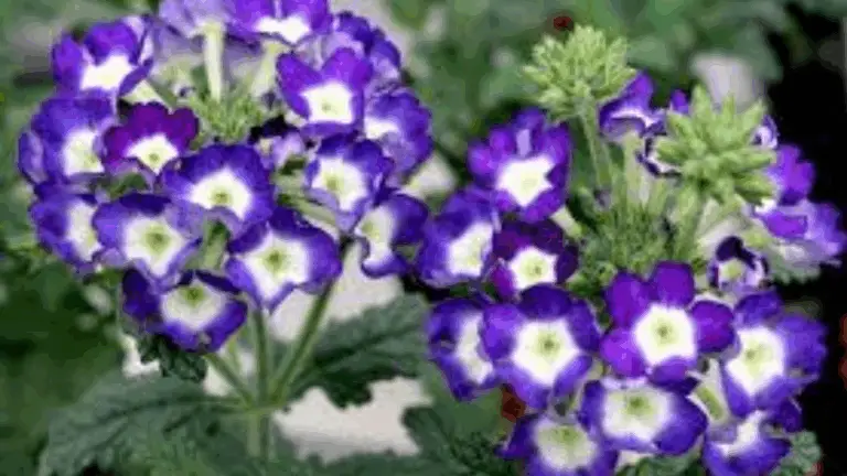 Plantas que Florecen Todo el Año: Un Jardín Colorido Sin Importar la Temporada