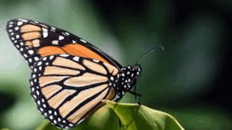 La Importancia de las Etapas de la Vida en la Naturaleza