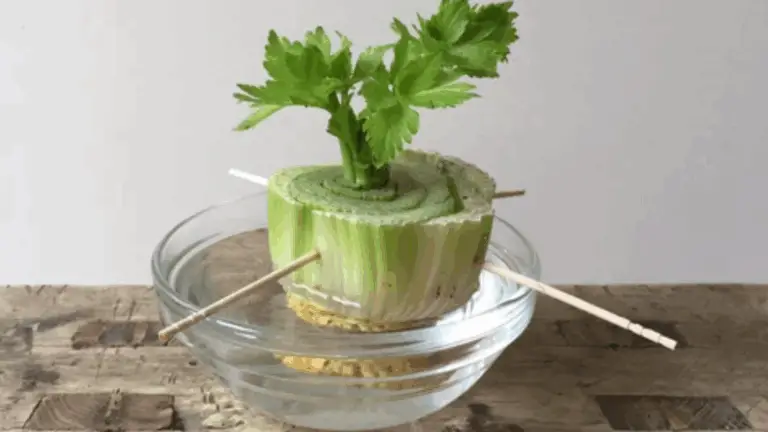 ¡Recupera tu Comida! Cultivar Verduras a Partir de sus Restos