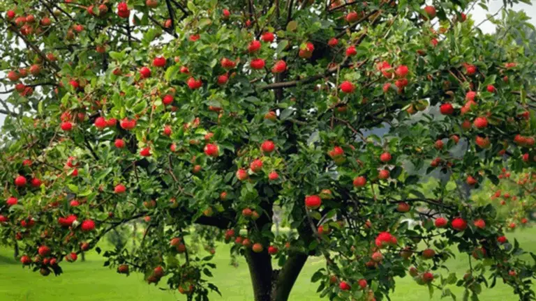 Crea un Mini-Ecosistema Prosperoso Bajo Tu Manzano