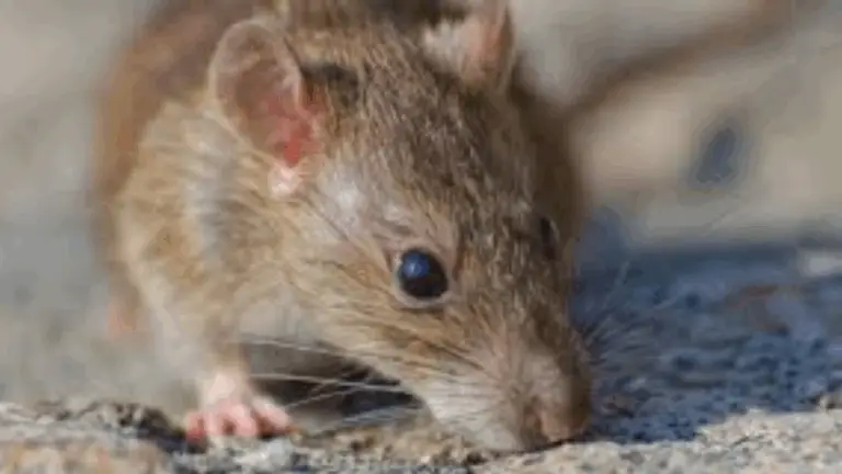 El Repelente Natural Más Efectivo Contra Ratas y Ratones