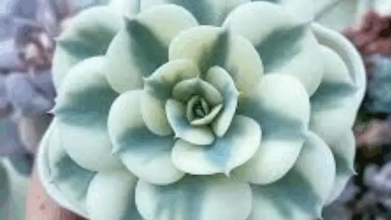 Descubre Exóticas Suculentas que Parecen Diseñadas por la Naturaleza