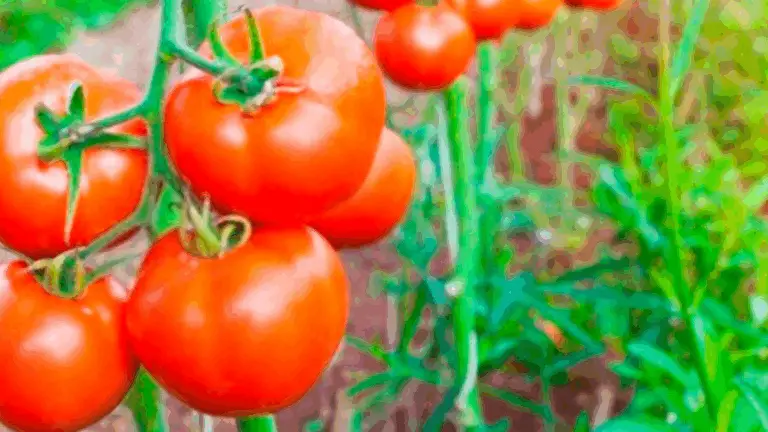 12 Compañeros Perfectos para Tomates que Estimulan su Crecimiento y Alejan Plagas