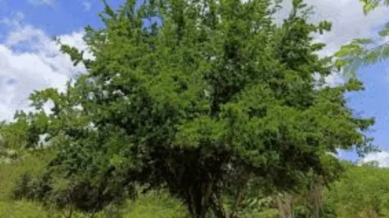 Por qué No Deberías Sembrar Estos Árboles en Casa