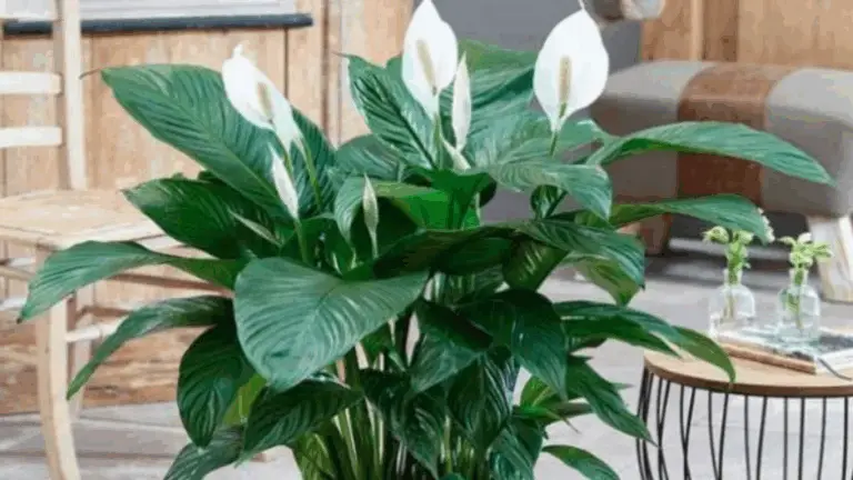 Lily de Paz: Un Líquido Valioso para Hojas Verdes y Saludables