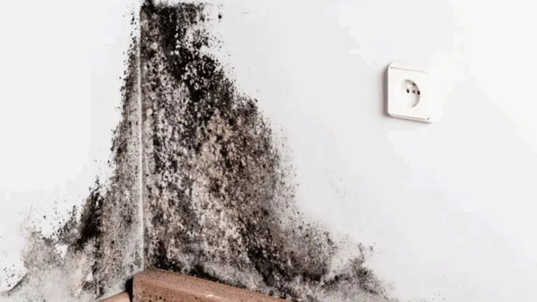 6 Plantas de Interior que Eliminan el Moho Negro de Baños y Paredes