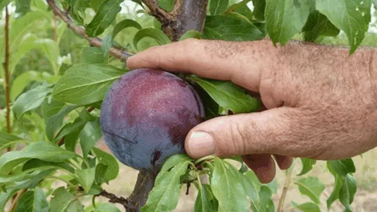 Calendario de Siembra de Árboles Frutales y Verduras