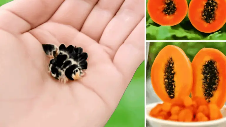 Cultivar Papaya en Casa en Macetas: El Secreto para una Cosecha Abundante
