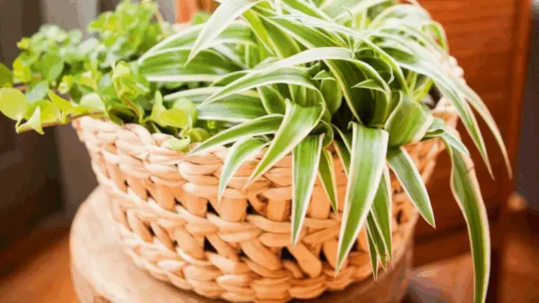 El Ruban d’Amour: La Planta Ideal para tu Hogar