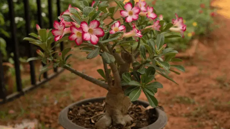 Todo lo que debes saber sobre la rosa del desierto: belleza y cuidados