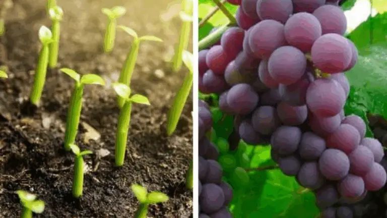 Guía práctica para cultivar uvas a partir de semillas en recipientes