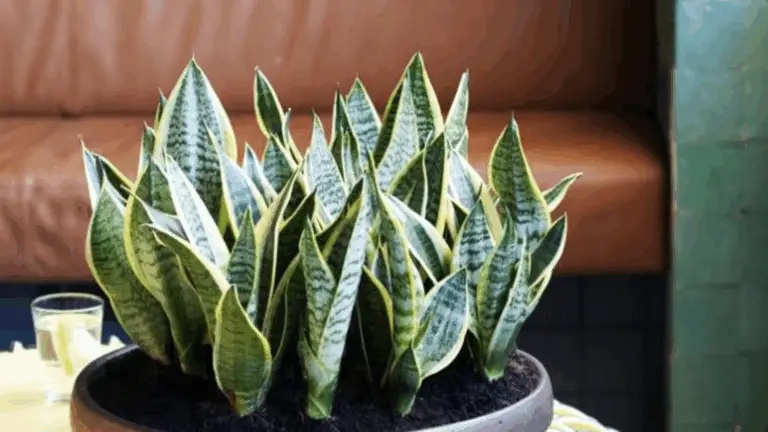 La lengua de suegra: el secreto que pocos conocen y te sorprenderá