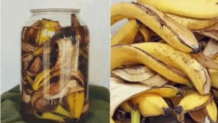 ¡Deja de tirar las cáscaras de plátano! Descubre cómo convertir esas sobras en un fertilizante mágico para tus plantas