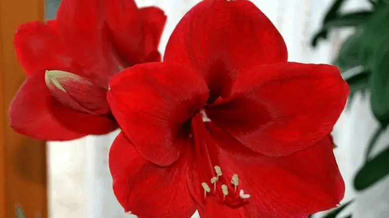 La preciosa floración del jardín de Juan Marcial