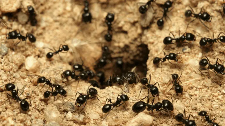 Cómo eliminar las hormigas en tu jardín de forma natural y económica