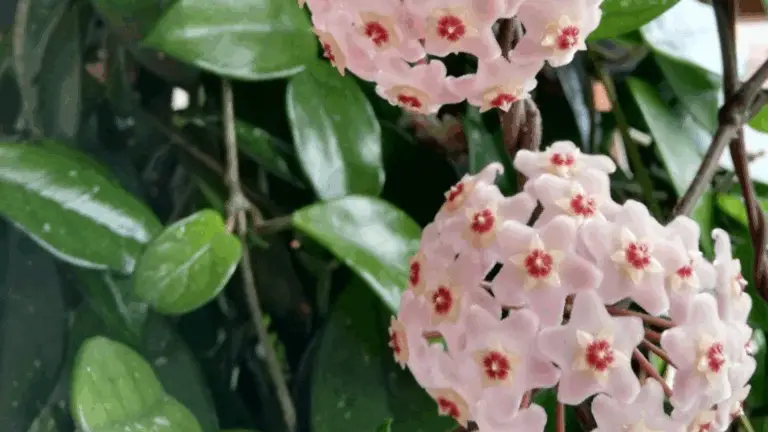 Pensé que mi flor de cera no iba a sobrevivir… Hasta que descubrí esto