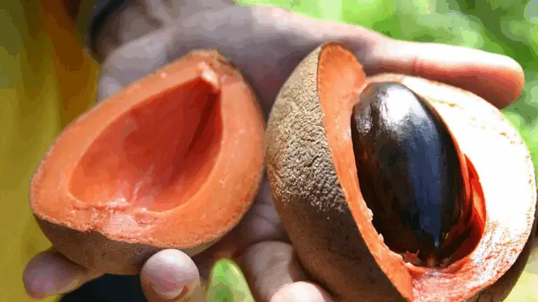 También se come el hueso del mamey: descubre el Pixtle