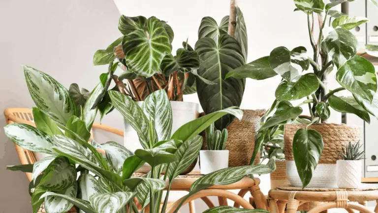 Plantes que ayudan a absorber el calor en tu hogar: ¡Conviértelo en un oasis fresco!