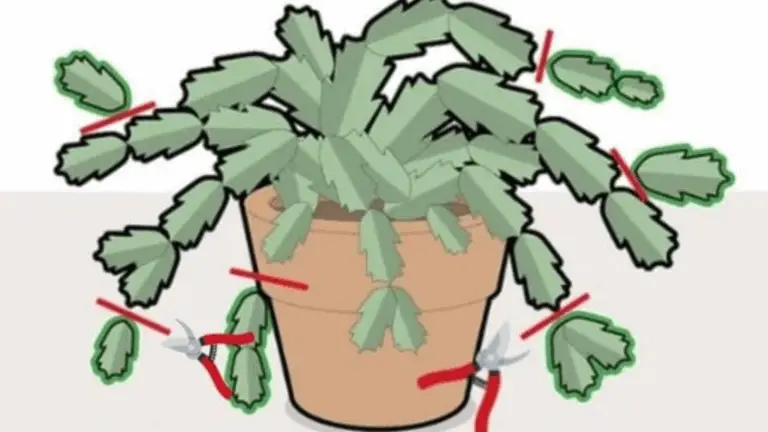 Cómo podar tu cactus de Navidad para tener flores exuberantes año tras año