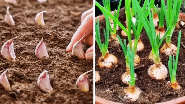 Cómo cultivar ajo en macetas y tener un suministro infinito