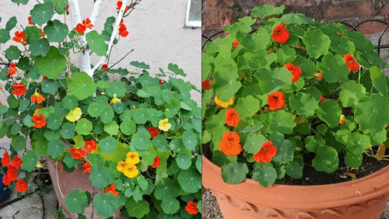 Planta de capuchina (Tropaeolum majus): color y alegría en tu jardín