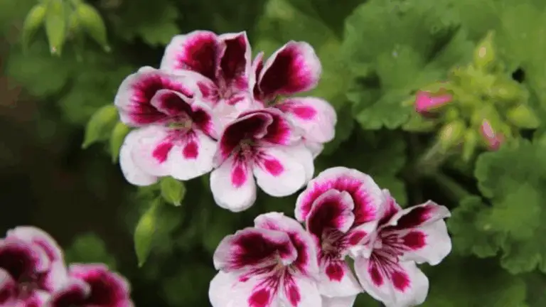 Geranio: la planta que llena de color y vida tu hogar o jardín
